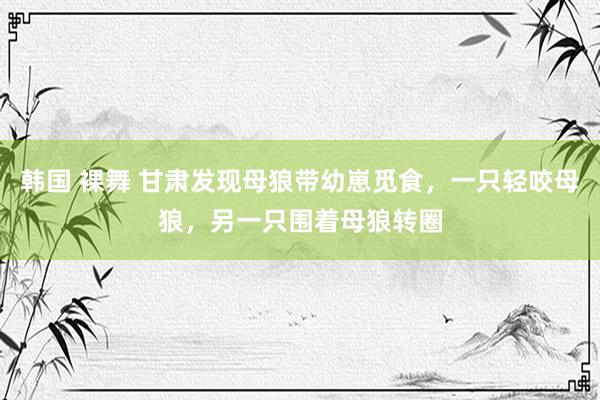 韩国 裸舞 甘肃发现母狼带幼崽觅食，一只轻咬母狼，另一只围着母狼转圈