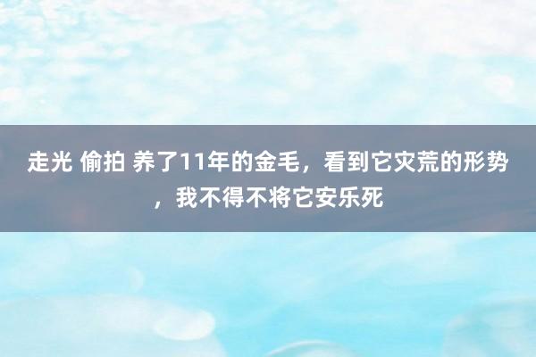 走光 偷拍 养了11年的金毛，看到它灾荒的形势，我不得不将它安乐死